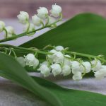 Muguet-la-Matene