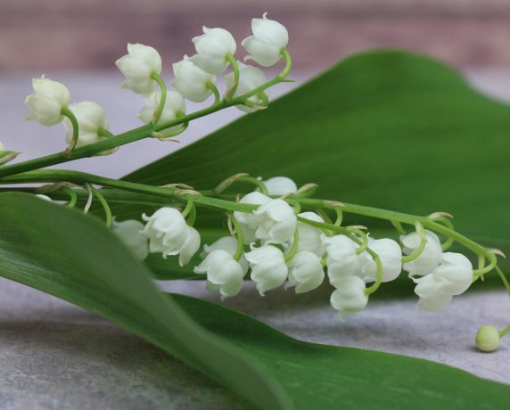 Jours fériés en mai à -la-Matene